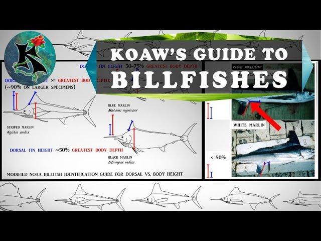 Identifying Billfishes (Marlins, Spearfishes, etc.) w/o Using Coloration | Koaw Nature