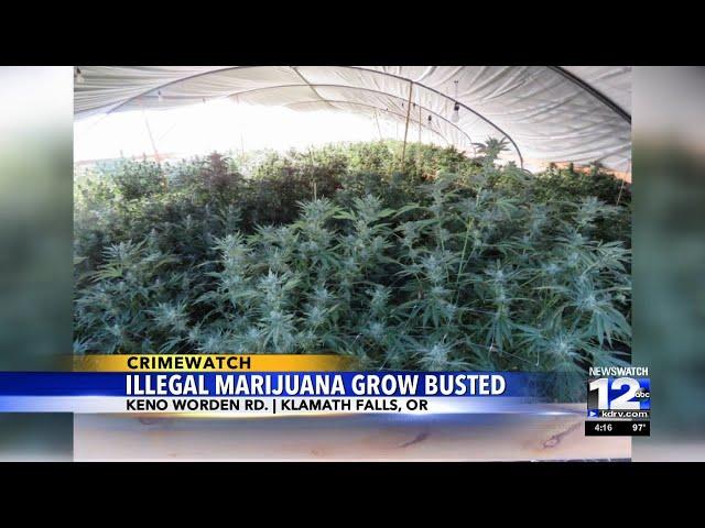 Three arrested after police find five illegal grow sites in Klamath County