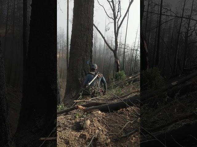 TIMBERFALLING George Williams Sr. Healdsburg CA. 07/15/21