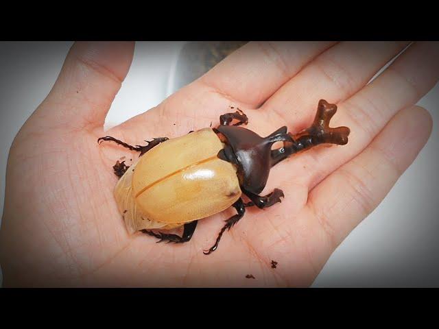 The process of making friends with the giant beetle