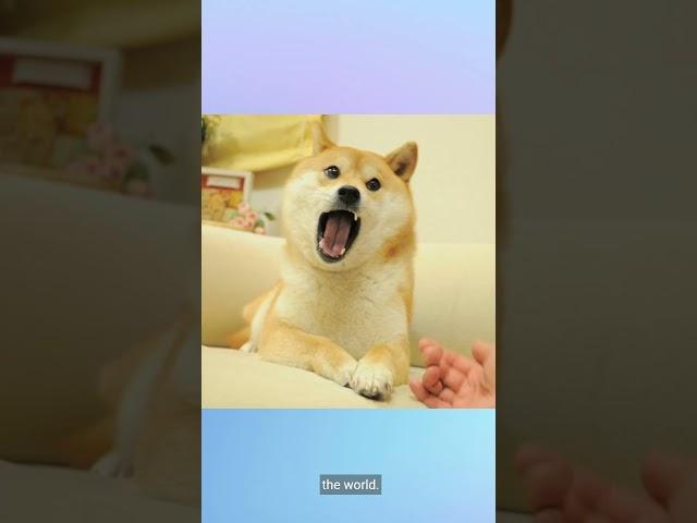 Farewell to Kabosu: The Shiba Inu Behind the Doge Meme #kobosu #shiba #dog #doge