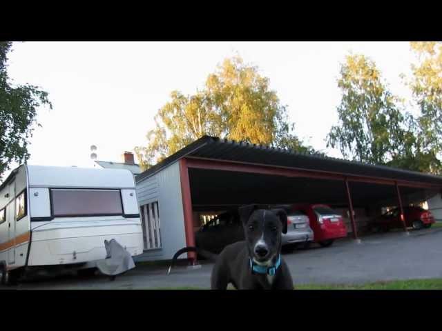 3 month old Greyhound puppy playing