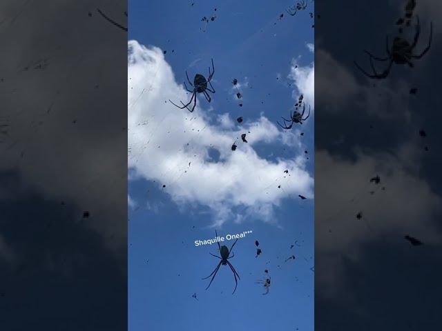 SCARY Spiders Hang Over Australian Street! #Spiders #Shorts