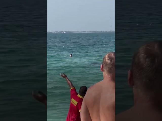 Shark Goes After Swimmers  #SHORTS