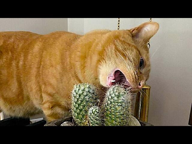  New CATs Videos 2024  Funny Cat Videos − Funny Cats 2024