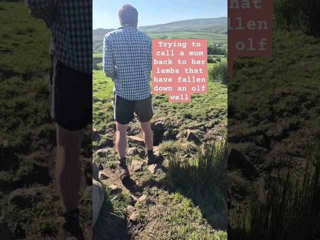 This clip cracked me up. I'll upload the full video later #farming #lambs #babylamb #mumandbaby
