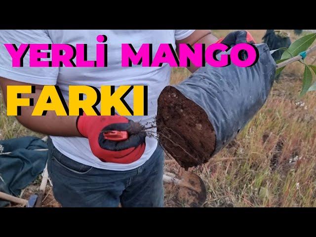 Yerli Mangonun Farkı | Mango Nasıl Dikilir? | Fevzi Müdürün Bahçesi #tropikaltopraktv Dündar yıldız