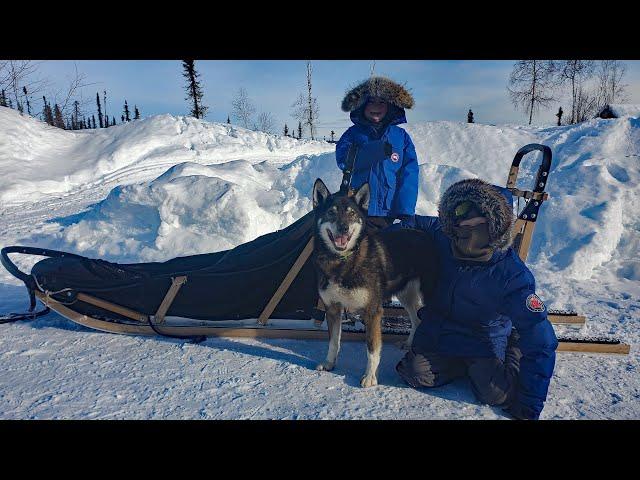 Winter Camping in Alaska with a Sled Dog Team