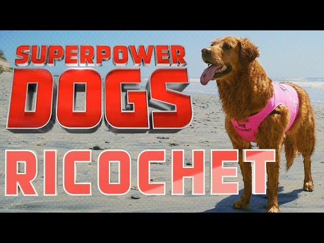 Filming Ricochet, Certified Therapy Dog | Superpower Dogs