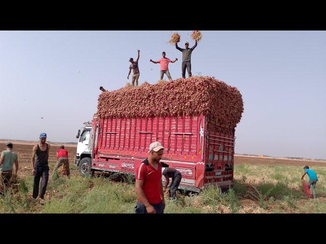 شاهدوا أخر فياج ديال البصلة الصيفية ( الحزمة ) بمنطقة سوق السبت ولاد النمة موسم 2024