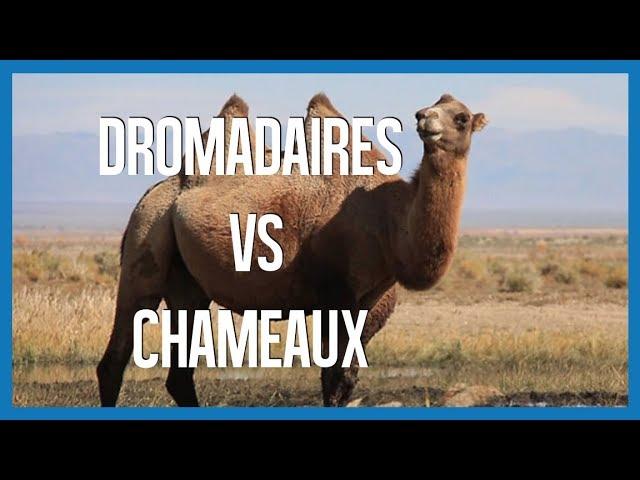 Dromadaires VS Chameaux - IRL