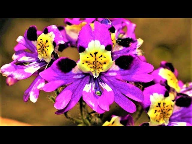 Цветет все лето до морозов! Сказочно красивый неприхотливый цветок-бабочка или садовая орхидея