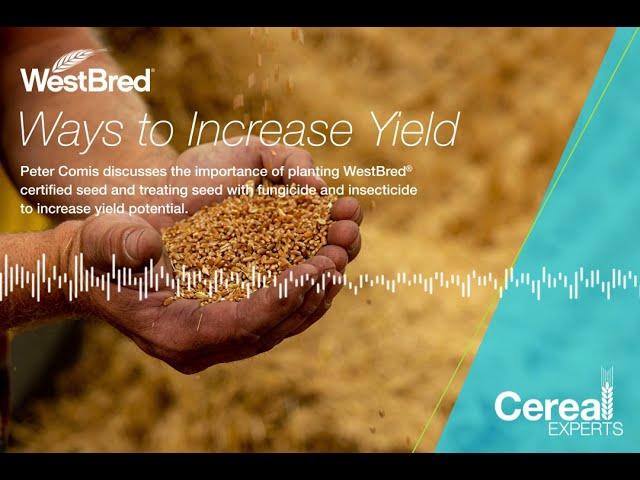 Cereal Experts | WestBred® Wheat Certified Seed