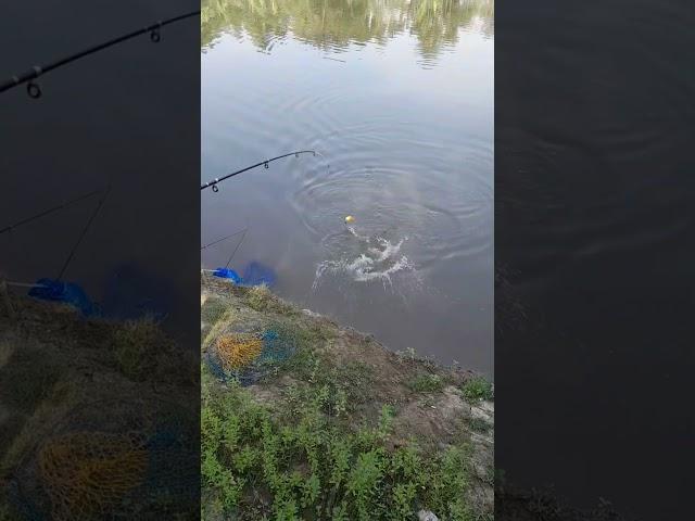 #Fish #Fishing #Pesca #Angeln #pêche #fishingsports