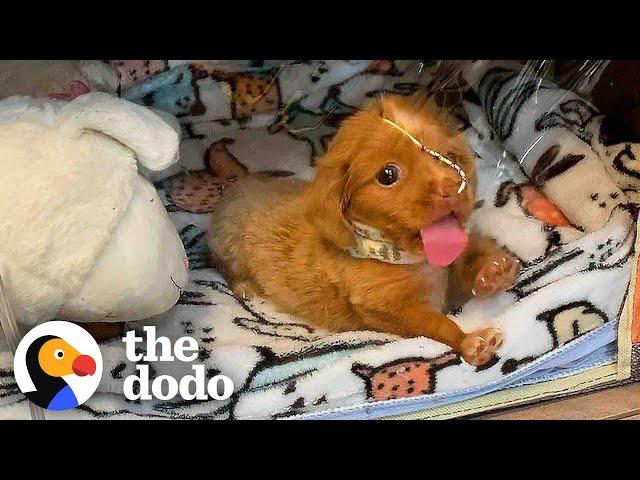 'Bubble Puppy' Decides She's Ready To Live In The World | The Dodo Comeback Kids