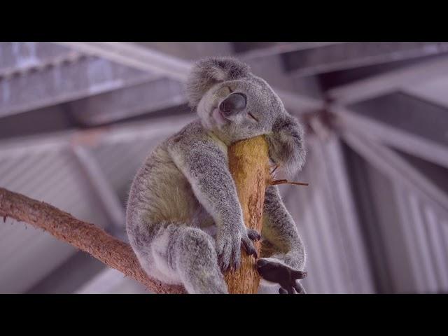 Koala Joey Sleeping Like a Log On A Log