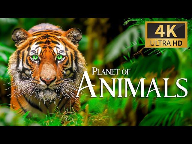 Planet of Animals 4K  Discovery Relaxation Wonderful Wildlife Movie with Relaxing Piano Music