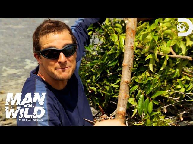 Bear Grylls Catches a Stingray While Spear Fishing | Man vs. Wild | Discovery