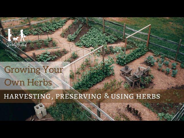 Growing, harvesting, preserving, and using herbs