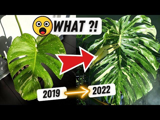 How I grew my Monstera Thai Constellation this BIG!  Monstera Plant Care  The Journey in LECA