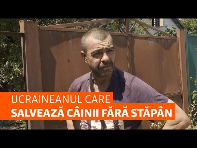 Un ucrainean înfruntă bombele pentru a hrăni câinii fără stăpân