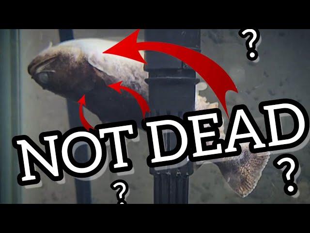 FISH CPR is REAL! AMAZING Fish Revival Caught On Camera!! 