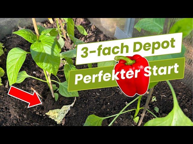 Perfekte Paprika-Pflanzen: Diese DREI  Mittel musst Du kennen! 