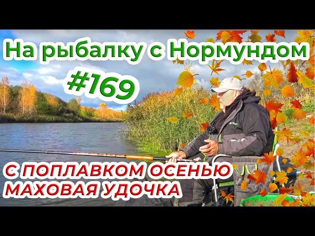 С МАХОВОЙ УДОЧКОЙ В ОСЕНЬ / На рыбалку с Нормундом #169