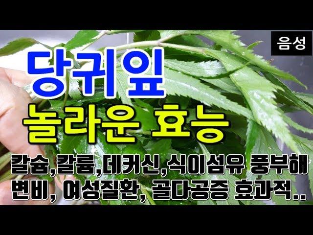 [당귀잎 효능] 건강을 위한 당귀잎!! 당귀잎 섭취로 얻는 놀라운 효과 