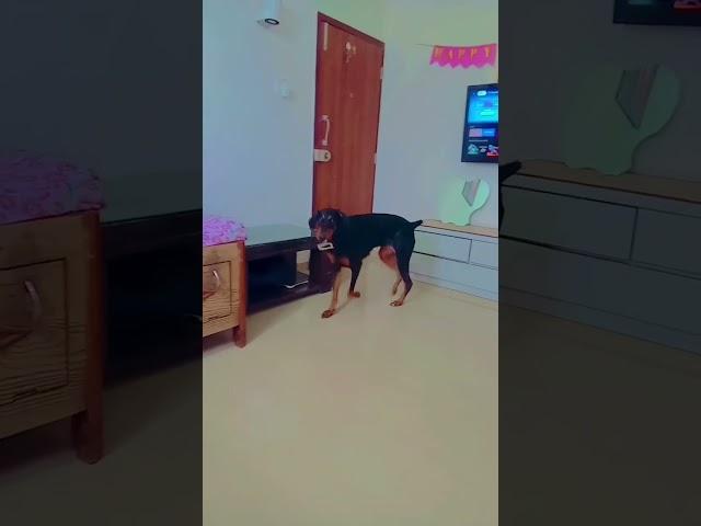 doberman #doglover