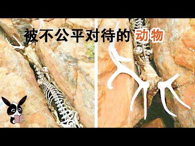 【獵奇科普】大自然不公平對待的動物