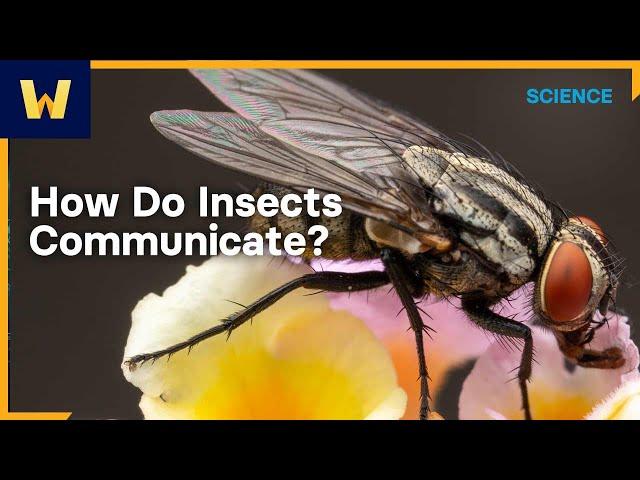 How Do Insects Communicate? The Science of Entomology