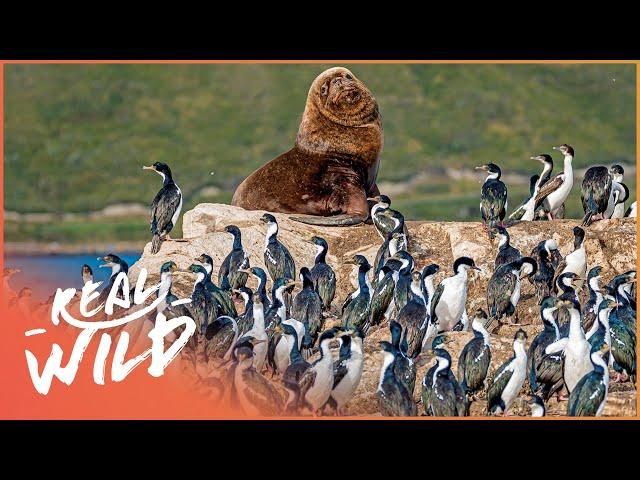 The Abundance Of Unique Wildlife In Patagonia | Real Wild