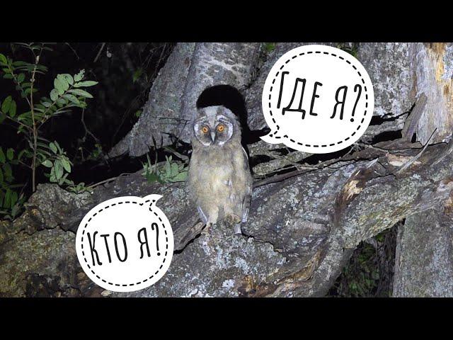 Owlets have arrived to us. I went to count them in the dark. The owl Yoll will have a restless night