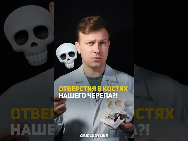 Отверстия в костях черепа?!  #научныеистории #подковальников #биология