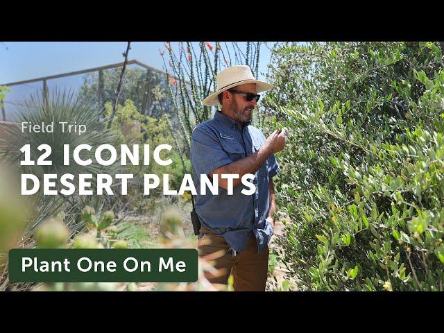 12 Iconic Plants of the SONORAN DESERT — Ep. 332