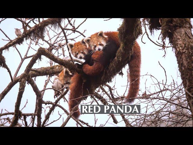 Red Panda: Firefox of the Eastern Himalayas