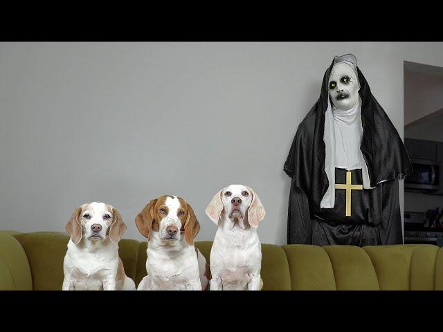 Dogs vs Demon Nun from 'The Conjuring' Prank: Funny Dogs Maymo, Penny, & Potpie Befriend The Nun