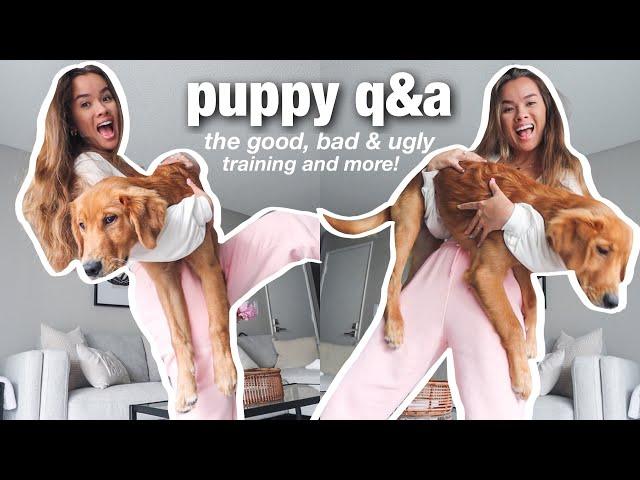 PUPPY Q&A -- crate training, potty training, hard days & more w/ a golden retriever puppy!