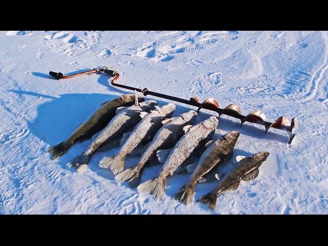 Ловля судака на тюльку. Поставухи на Волге.