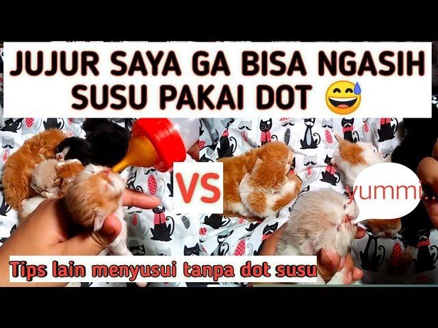 Menyusui Bayi Kucing Tanpa Dot | Tips merawat anak kucing persia