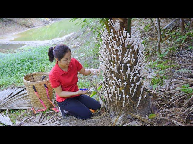 Harvesting Chicken feet Mushroom Goes to Market Sell | Great for Digestion | Linh - Free Bushcraft