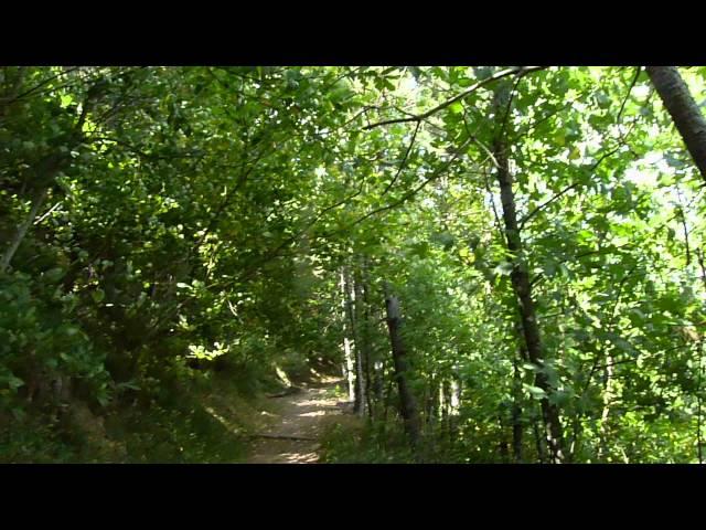 Monte Senario: vento nel bosco