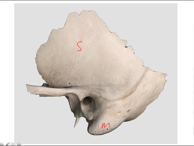 Temporomandibular Joint - part 1