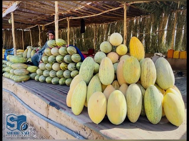 خربوزه افغانستان Afghanistan melon