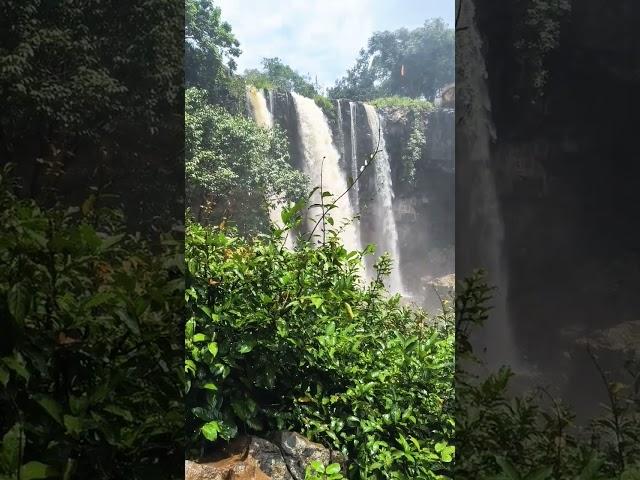 Kapil Dhara water fall #jaypalsinghyadav #kapildhara #narmada