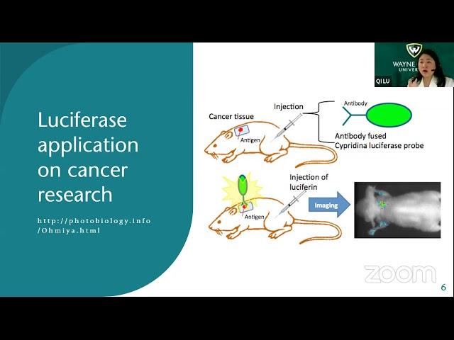Firefly and Luciferase pop science