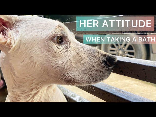 Dog has an attitude when taking a bath | The PAWmazing Friends