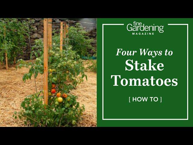 Four Ways to Stake Tomatoes