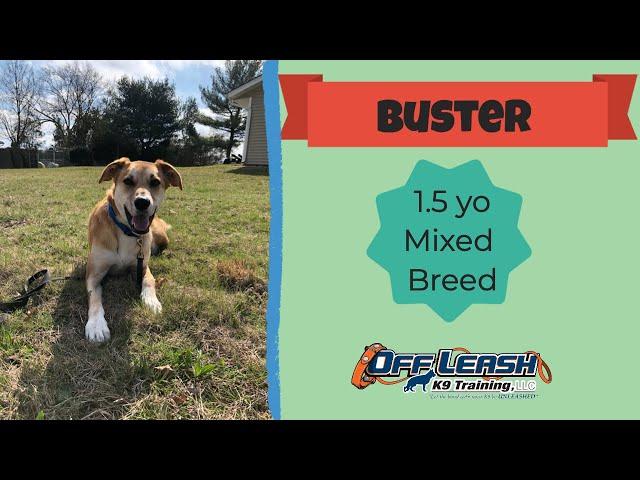 1.5 yo Mixed Breed (Buster) | Best Dog Trainers in Philadelphia | Off Leash K9 Training Philadelphia